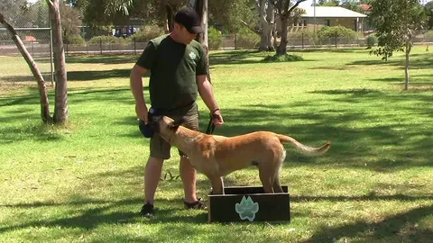 Phoenix AZ Dog Trainers: Helping You Build a Stronger Bond with Your Dog